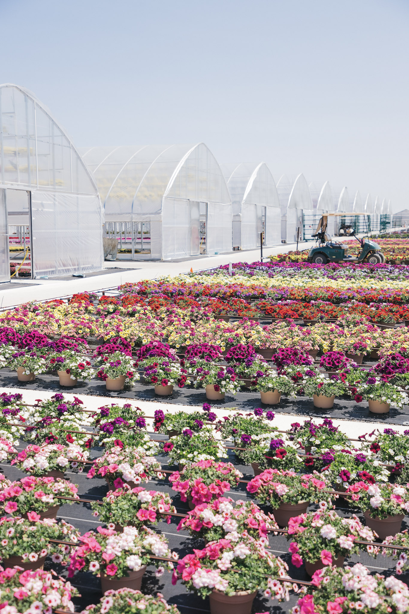Lucas Greenhouses