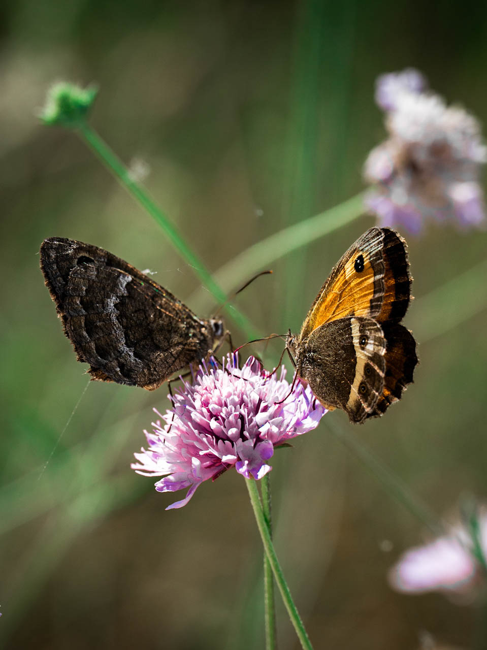 _TPA7649
