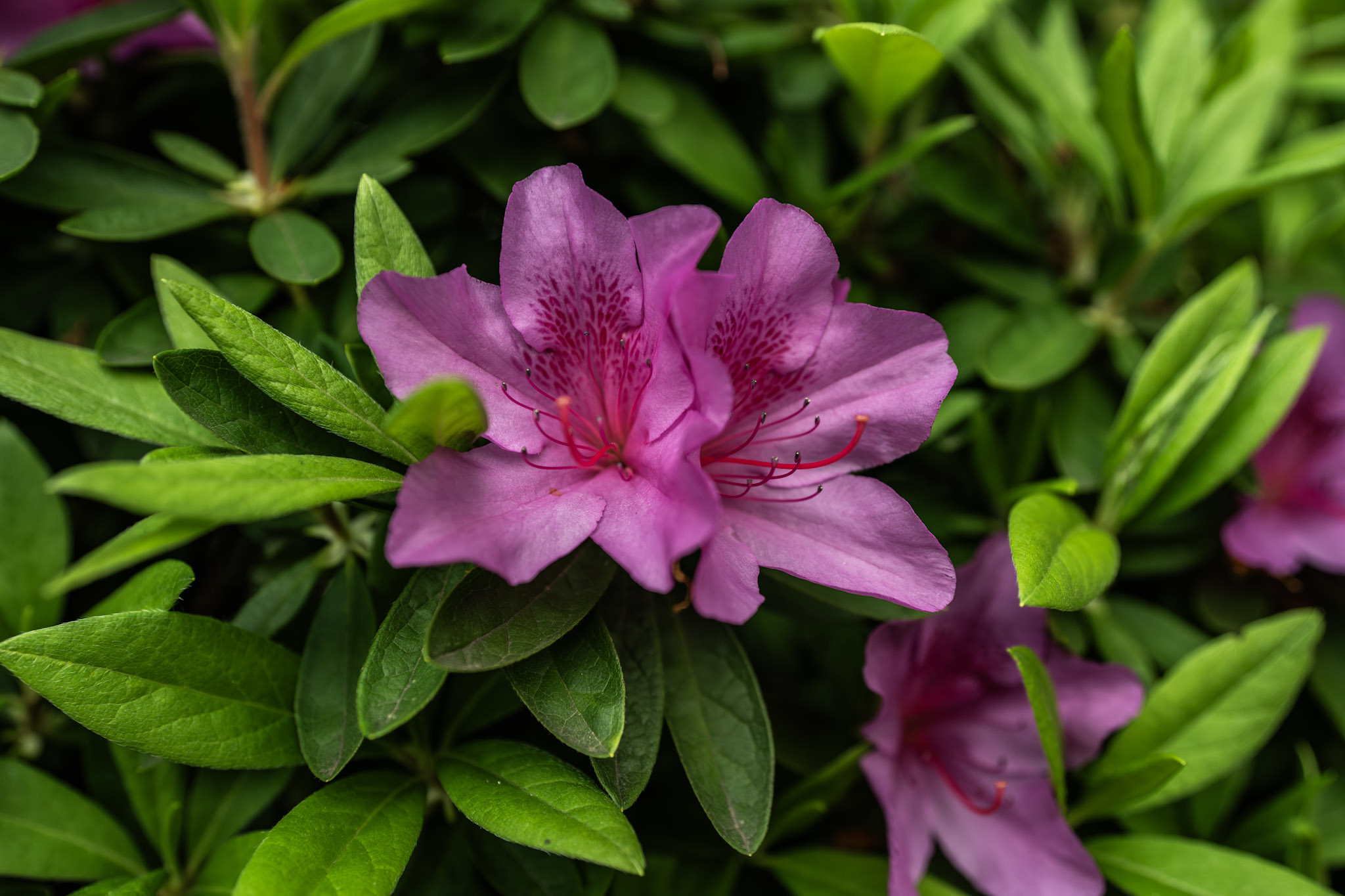 2026.04 Japan — photo 6 (hosted by Adobe Lightroom)