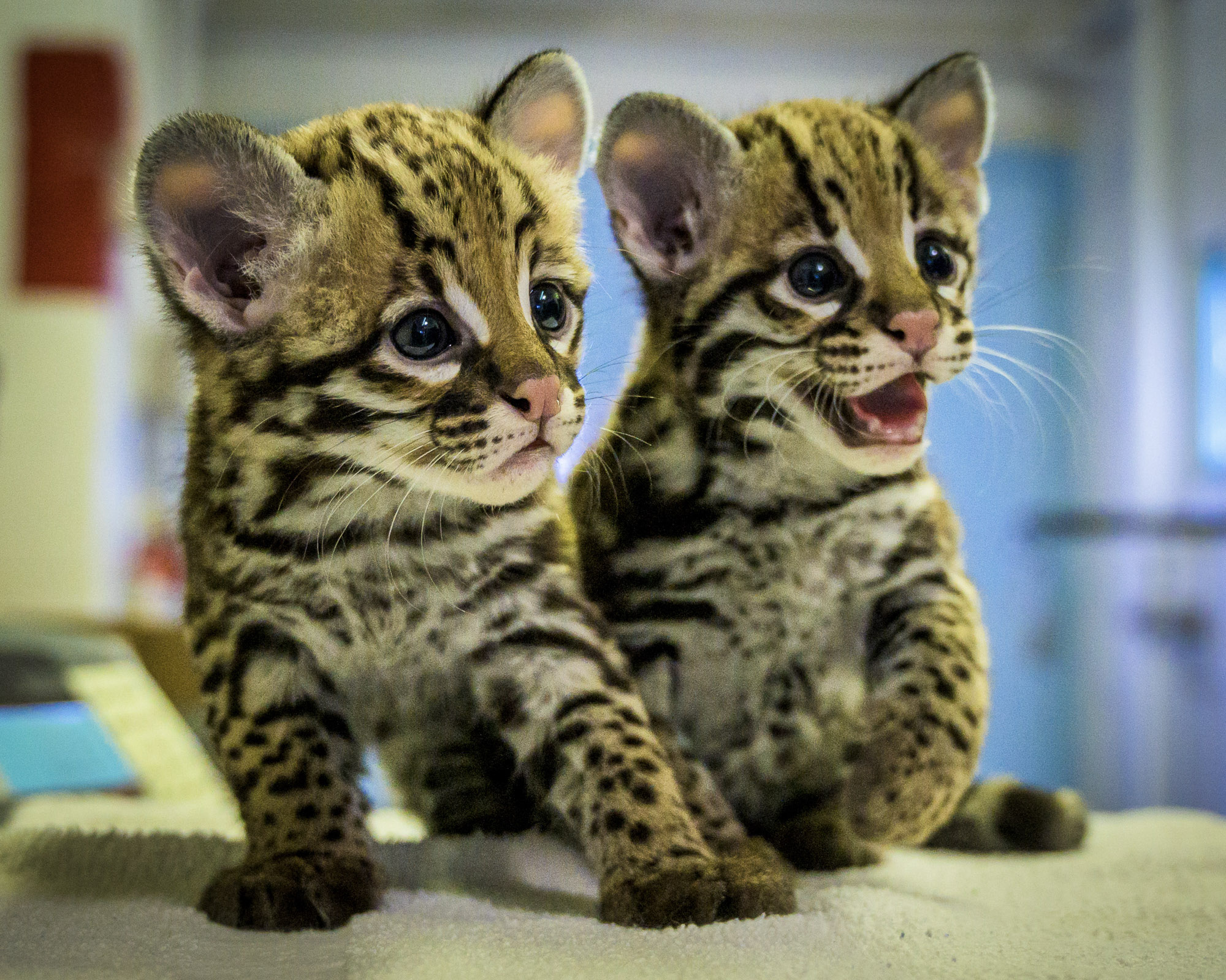 Ocelot Kittens 2019 by ABQ BioPark/New Mexico BioPark Society