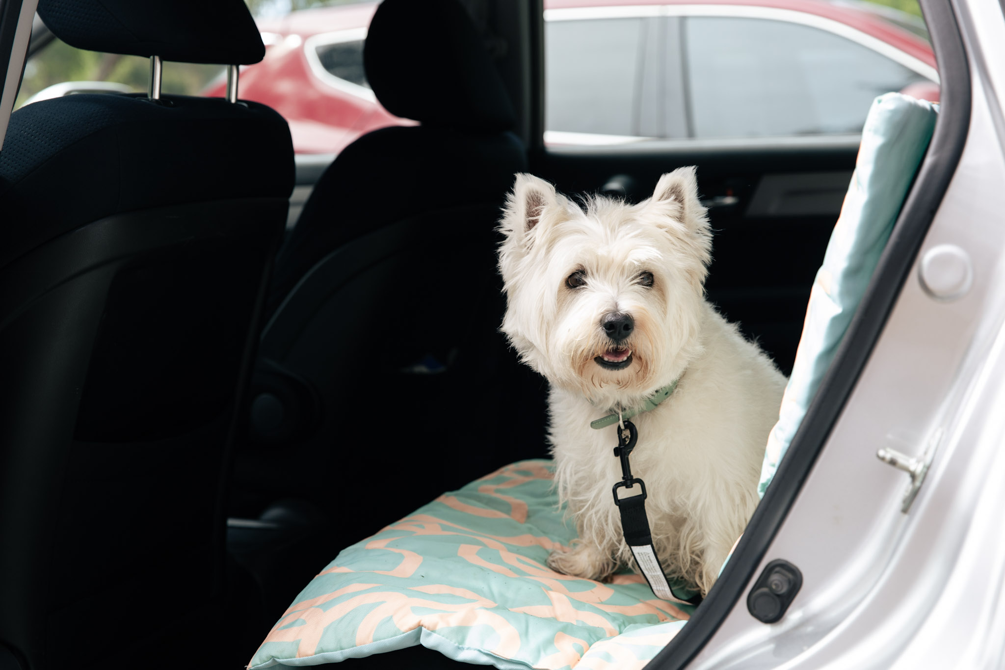 Petstock Mornington Peninsula Travel & Summer Refresh