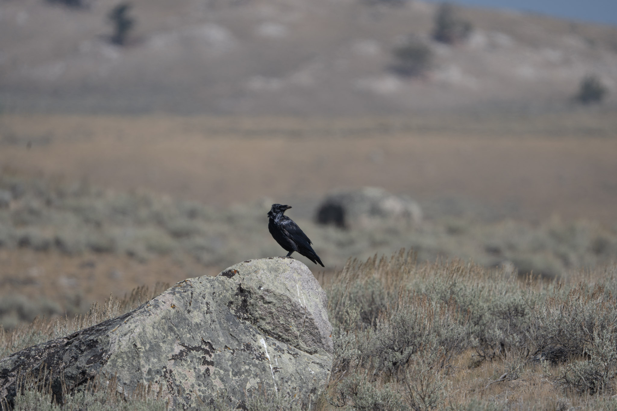2025.09 Yellowstone — photo 5 (hosted by Adobe Lightroom)