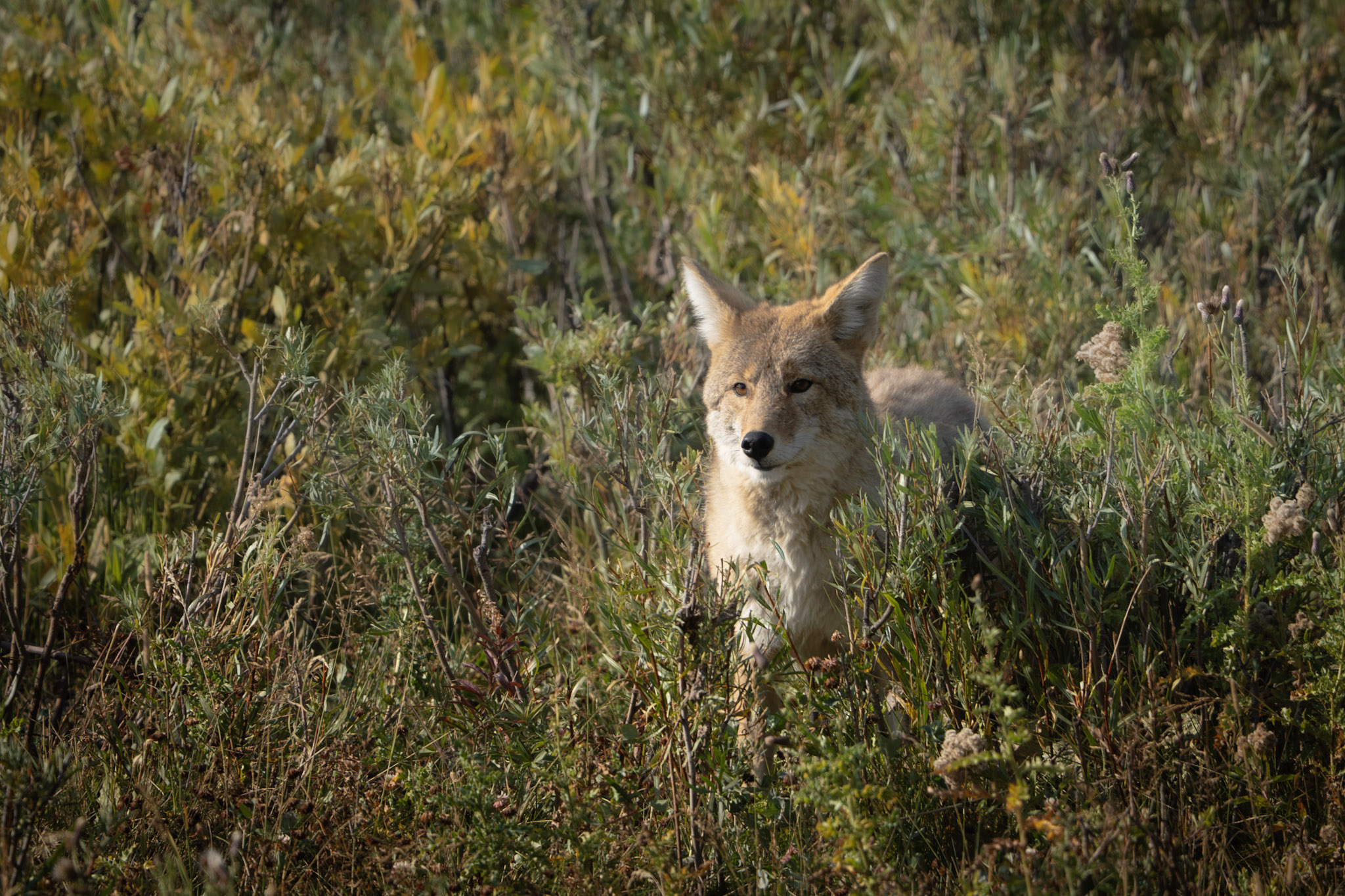 2025.09 Yellowstone — photo 6 (hosted by Adobe Lightroom)