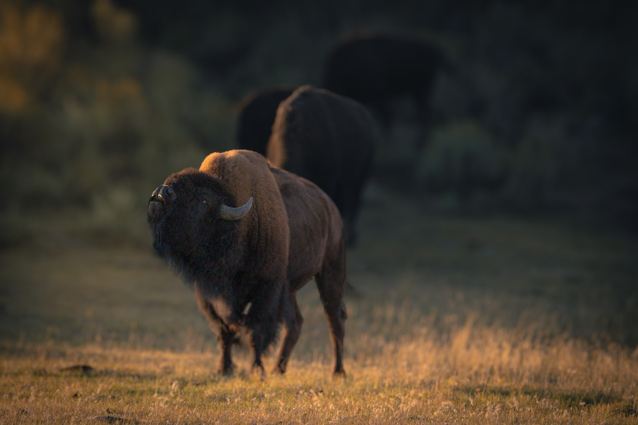 2025.09 Yellowstone — photo 2 (hosted by Adobe Lightroom)